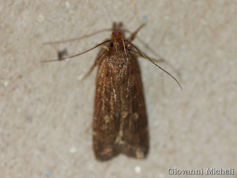 Help ID